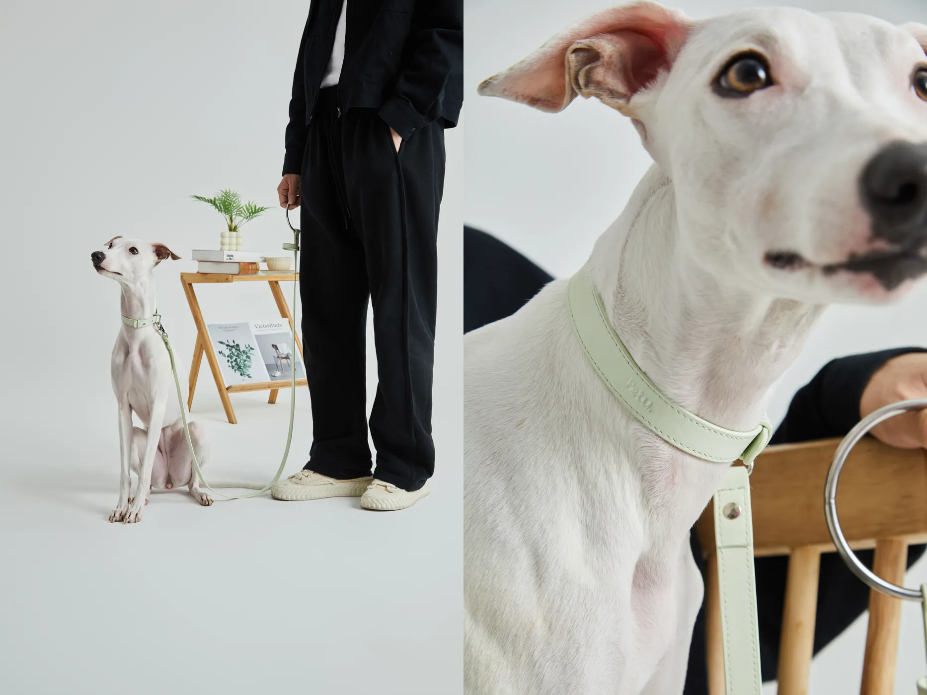 Pet Accessories Lifestyle Photography commercial photography example